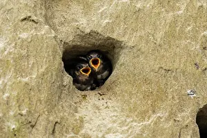 Swallow: Bank Swallow / Collared Sand Martin (Riparia rip