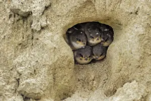 Swallow: Bank Swallow / Collared Sand Martin (Riparia rip
