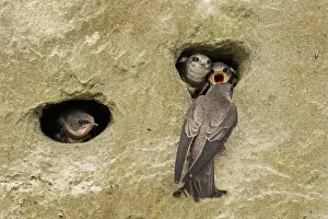 Swallow: Bank Swallow / Collared Sand Martin (Riparia rip