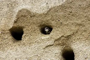 Riparia: Bank Swallow / Sand Martin - looking out from nest