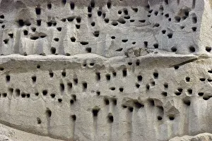 Riparia: Bank Swallow / Sand Martin - nest holes at colony