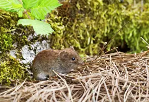 Clethrionomys: Bank Vole