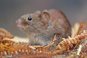 Clethrionomys: Bank Vole