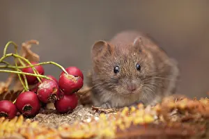 Clethrionomys: Bank Vole