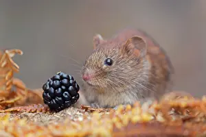 Clethrionomys: Bank Vole