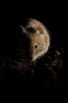 Clethrionomys: Bank Vole
