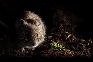 Clethrionomys: Bank Vole