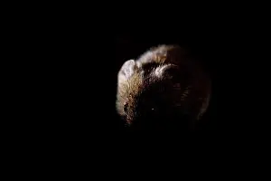 Clethrionomys: Bank Vole