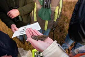 Clethrionomys: Bank Vole
