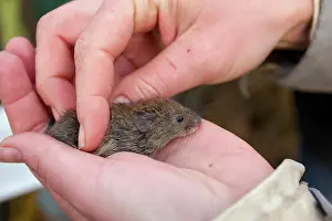 Clethrionomys: Bank Vole