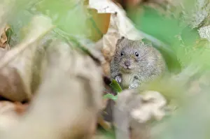 Hedgerow: Bank Vole