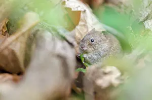 Hedgerow: Bank Vole