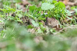 Hedgerow: Bank Vole