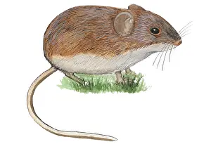 Vole: Bank Vole