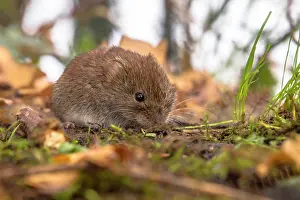 Groningen: Bank Vole