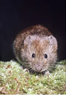 Vole: BANK VOLE