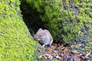 270321: Bank Vole - adult on a mossy log - Germany