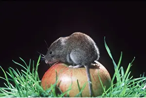 Voles: BANK VOLE - on apple