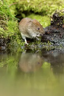 Guy Rogers: Bank Vole coming down to woodland pool for a drink