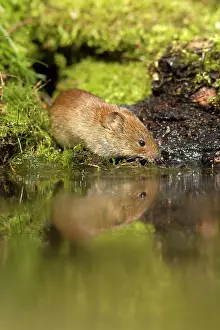 Voles: Bank Vole - coming down to woodland pool for a drink - April
