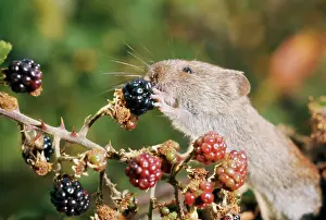 Brambles: Bank Vole - eating blackberries
