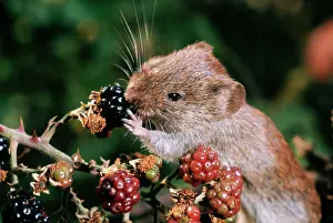 Blackberries: Bank Vole - feeding on blackberries