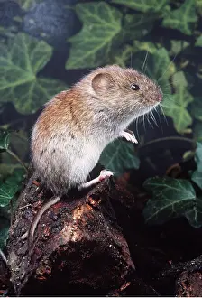 Voles: BANK VOLE - up in hind paws