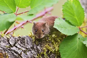 Clethrionomys: Bank Vole - on log