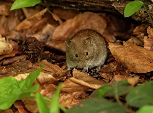 Beeches: Bank vole, Myodes glareolus, active in spring in