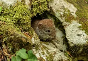 Beeches: Bank vole, Myodes glareolus, active in spring in