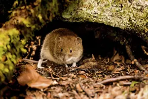 Vole: Bank vole (Myodes glareolus) looking out from under