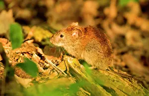 Soil: Bank vole (Myodes glareolus) sits on forest ground