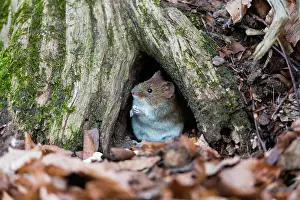 Vole: Bank Vole, sitting in entrance to its den, in a