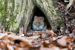 Nibbling: Bank Vole, sitting in entrance to its den in a tree