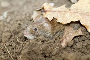 Clethrionomys: Bank Vole - in soil