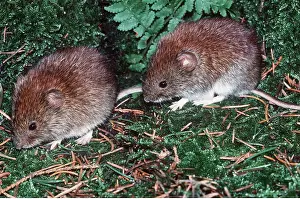 Voles: BANK VOLE - x two