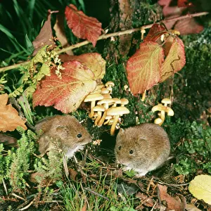 Clethrionomys: BANK VOLES BY FUNGI