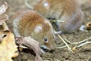 Clethrionomys: Bank Voles - on soil