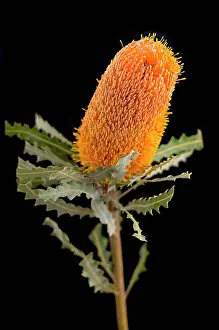 Banksia: Banksia