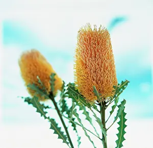 Combined: Banksia, Ashby's banksia