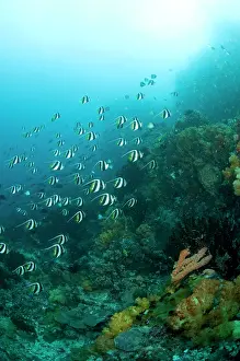 Kapal: Bannerfish Schooling over reef