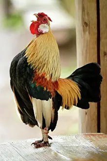 Bantam: Bantam, bantam (Gallus gallus f. domestica) cock