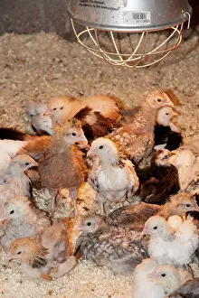 Bantam: Bantam Chicks - under heating lamp