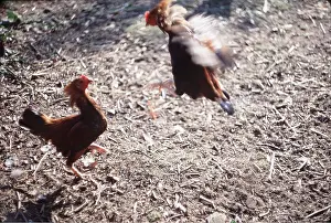 Blurred: BANTAM COCKS - young, fighting