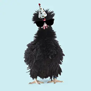 Bantam: Bantam Lyonnaise Chicken - Black and frizzled