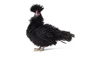 Bantam: Bantam Lyonnaise Chicken Black and frizzled plumage