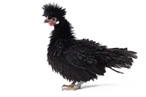 Bantam: Bantam Lyonnaise Chicken Black and frizzled plumage