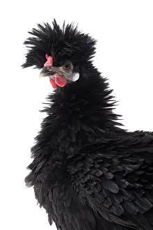 Bantam: Bantam Lyonnaise Chicken Black and frizzled plumage
