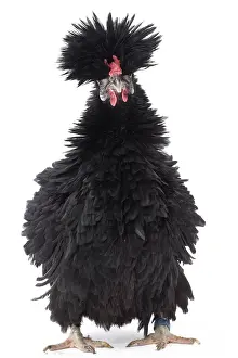 Bantam: Bantam Lyonnaise Chicken Black and frizzled plumage