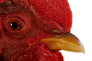 Bantam: Bantam rooster, Welsumer bantam, rust partridge, cock